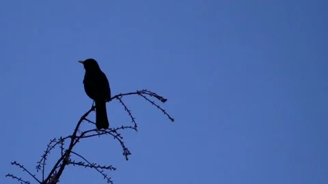 Blackbird on a branch of a wintry tree. sunset. with audio. blackbird song. Stock-Footage 151629228