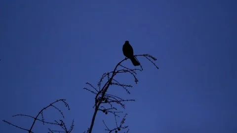 Blackbird on a branch of a wintry tree. sunset. with audio. blackbird song. Stock Footage 151629951