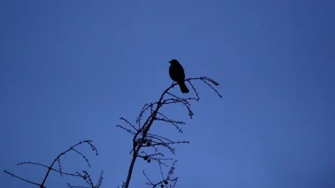 Blackbird on a branch of a wintry tree. sunset. with audio. blackbird song. Stock Footage 151630405