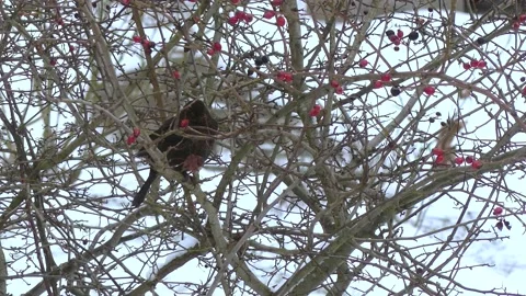Blackbird in branches defies the strong wind and keeps balance - winter, snow Stock Footage 148719698