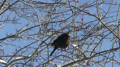 Blackbird on branches of a winter tree - red hawthorn fruits - snow background Stock Footage 152150119