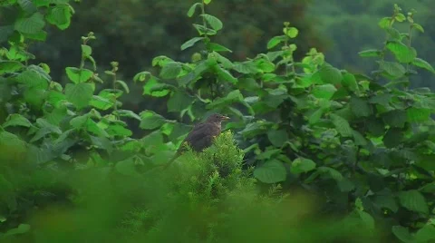 Blackbird on bush Stock Footage 500231