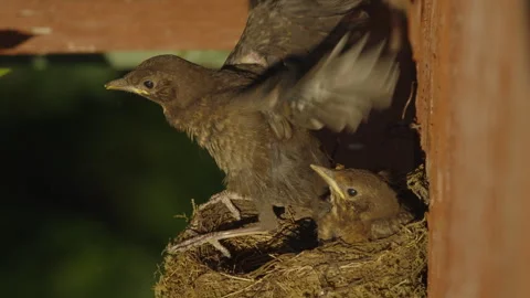 Blackbird Chick Flapping Wings on Nest Rim Stock Footage 340623338