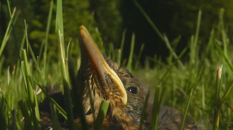 Blackbird chick in grass Stock Footage 11071680