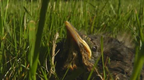 Blackbird chick in grass Видео 11071729
