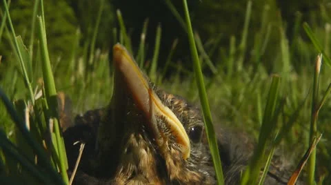 Blackbird chick in grass Stock Footage 11072584