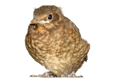 Blackbird chick isolated on white background Фото