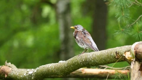A blackbird chick sits on a log in a spring park Stock-Footage 278750746