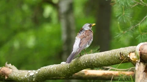 A blackbird chick sits on a log in a spring park Stock Footage 278750748