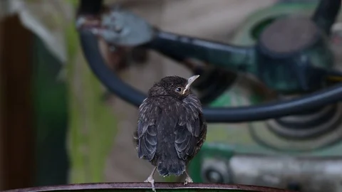 Blackbird chick sitting on the tractor, spring Stock Footage 98125913