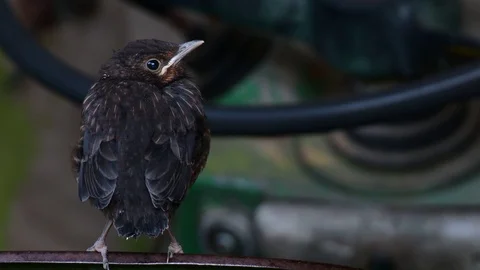 Blackbird chick sitting on the tractor, spring Stock Footage 98127525
