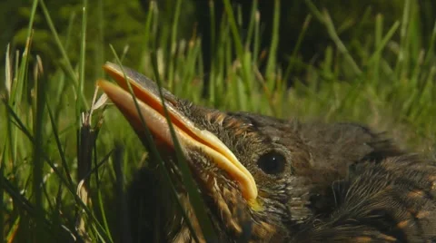 Blackbird chick, squab, calling parents 動画素材 11071296