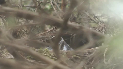 Blackbird Chicks in nest Stock-Footage 91698485