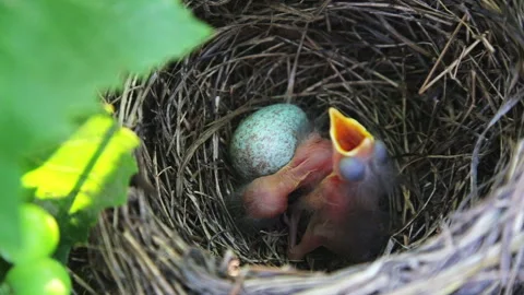 Blackbird chicks in the nest. Stock Footage 136471318