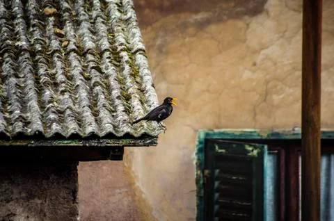Blackbird chirping on rooftop Stock Photos