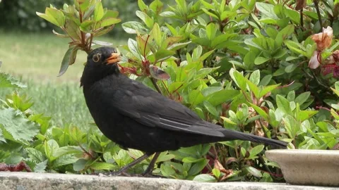Blackbird Close UP View Stock Footage 267001079