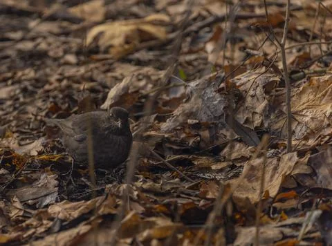 Blackbird in cold winter cloudy day with dry leafs Stock Photos