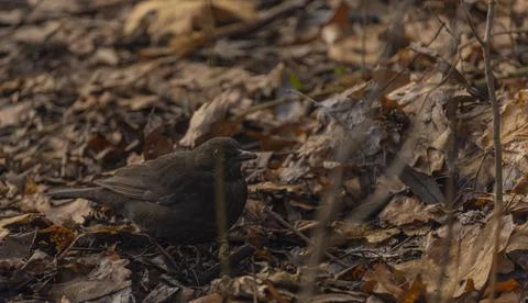 Blackbird in cold winter cloudy day with dry leafs Stock Photos