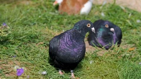 Blackbird dove bird Stock-Footage 270817029