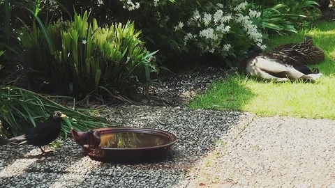 Blackbird in the drinking trough in the garden Stock Footage 96189273