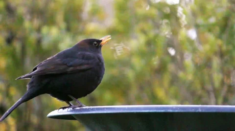 Blackbird Drinks From Bird Bath Stock Footage 700305