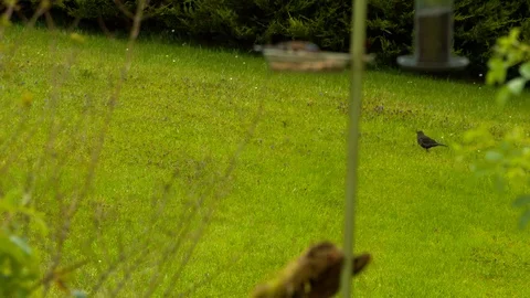 Blackbird eating worms in background Stock Footage 114124746