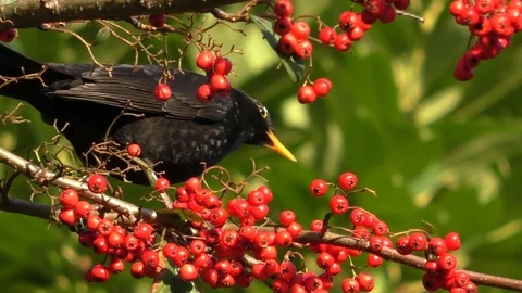 Blackbird eats berries poops and flies away Stock-Footage 72207453