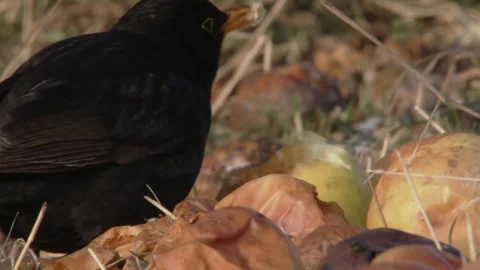 Blackbird eats old apples in winter Stock Footage 294769934