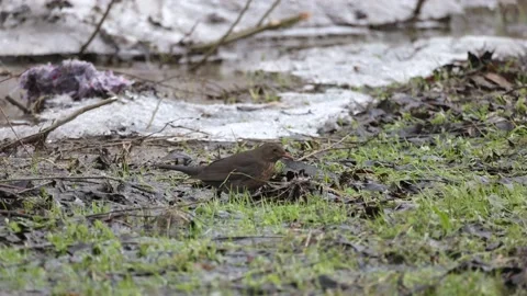 Blackbird eats in winter scenery, 4K slomo Stock Footage 171326721