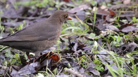 Blackbird eats worms, close up, 4K slomo Stock Footage 171327030