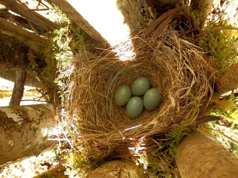 Blackbird Eggs Stock Photos