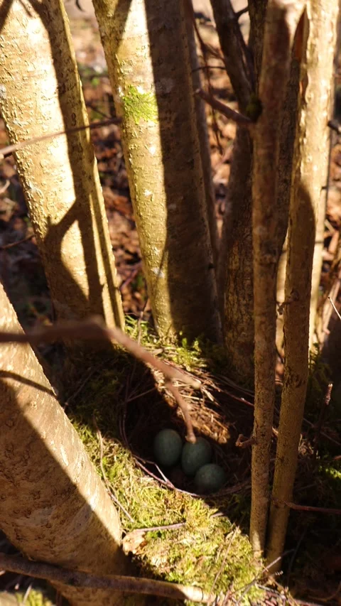Blackbird Eggs Resting in a Nest Hidden in the Forest Stock Footage 335956273