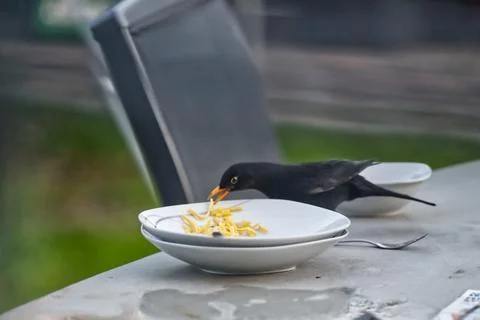 Blackbird Enjoying Spaghetti on a Table Stock Photos
