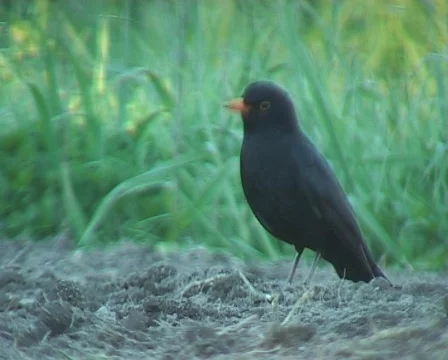 Blackbird feeding Stock Footage 141299