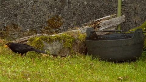Blackbird feeding on grass Stock Footage 114175853