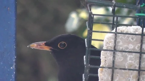 Blackbird feeds as snow begins to fall Stock Footage 92575229