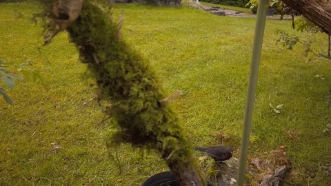 Blackbird Female perching on stone while looking for food Stock Footage 113899034
