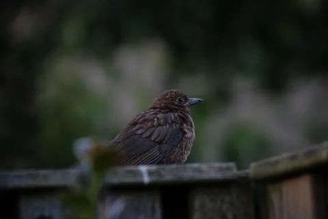 Blackbird on a fence Stock Photos