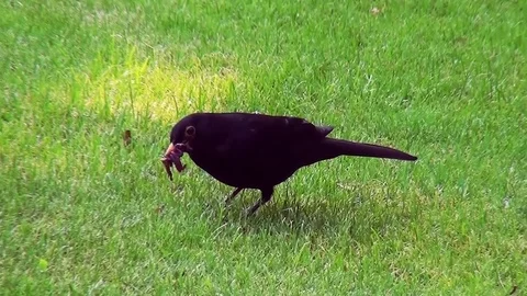 Blackbird fiend worms. Video stock 97276231