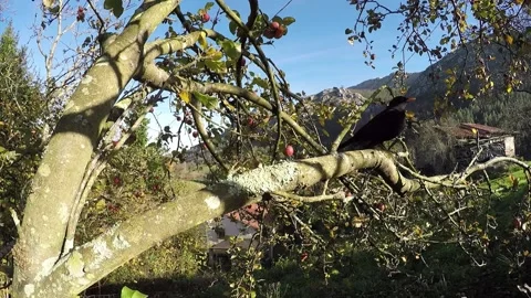 A blackbird flies in an apple tree Stock Footage 135668062