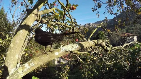 A blackbird flies in an apple tree Stock Footage 135668649