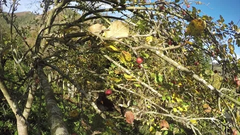 A blackbird flies in an apple tree Stock Footage 135668770