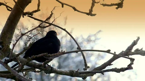 Blackbird Flies Away From Tree Stock Footage 602684