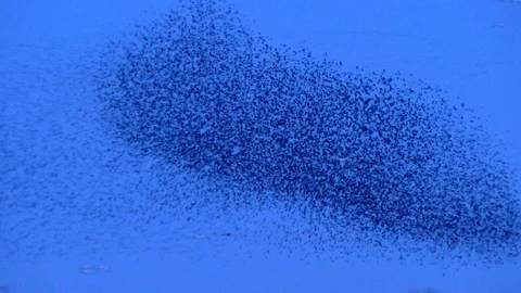 Blackbird Flock in Flight Stock Footage 113236132