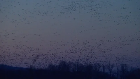 Blackbird Flock in Flight 스톡 동영상 113236184