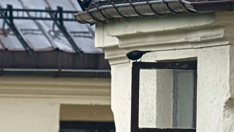 Blackbird flying away while heavy rainfall pouring in an old city backyard Stock Footage 134398386