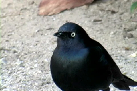 BlackBird Video stock 401343