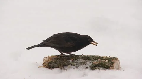 Blackbird Stock Footage 20503487