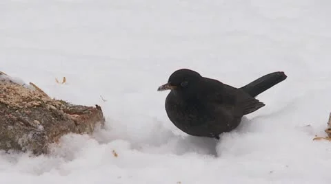 Blackbird Stock Footage 20503629