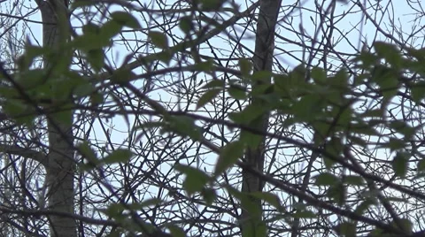 Blackbird Stockbeeldmateriaal 49463357